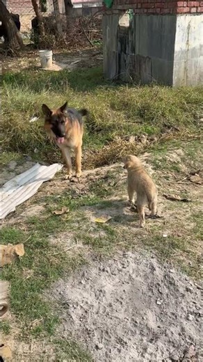 Drama dekho is puppet ka! Dog shock ho gaya