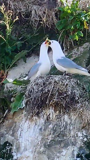 Laughing Breeding Sea-Gull #shorts