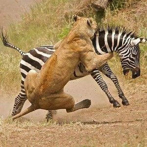 123K views · 3.6K reactions | Surviving the Wild: Lessons from Lion...