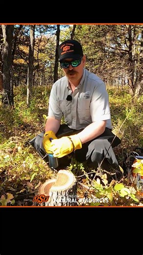 Cut Stump Treatment for Forest Thinning (aka Felling with Herbicide)
