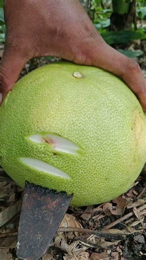 “Detik-Detik Jeruk Bali Disadap, Endingnya Bikin Penasaran!”