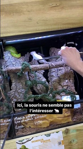 Votre serpent refuse sa proie habituelle? 🐁Que faire? 🤔