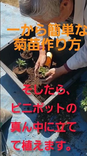 ドーム菊簡単苗作り(2026.4.8)#菊作り #園芸 #花 #家庭菜園 #庭作業 #いきいき生活