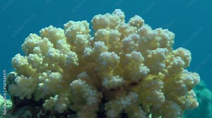 Bush of Cauliflower Coral (Pocillopora damicornis) on the ledge of the reef in the glare of sunlight, close-up.