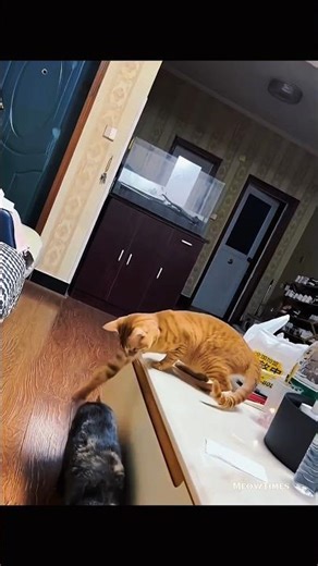 Cat or cartoon villain? 😼😹