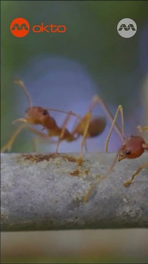 How Do Ants Build Houses Out of Leaves? 🍁🐜 Super Builders! | Wildlife Snap! Shorts​