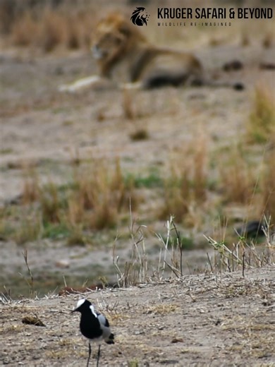 9.1K views · 257 reactions | Bird Watching, With A HUGE Lion In The Background! Africa, At It's Most Beautiful! #africa #lions #lionking #beutiful #Wow #Amazing #safari #birdlife #birds #animals #love #fblifestyle #wildlife #wildanimals #wildlifeplanet #naturelovers #nature #reelschallenge #reelsfypシ #reelsfbシ #reelsfacebook #reelsvideo #reelsviral #viralreelsシ #fypシ #short | Kruger Safari And Beyond | Facebook