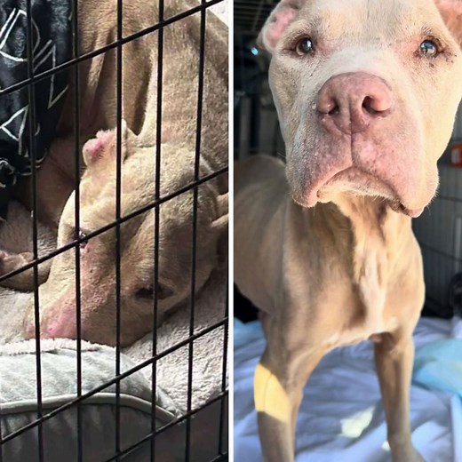 NEGLECT CASE🚨Sheriff Joins Rescue To Save Starved, Deaf Senior Dog That Was Found Trembling In A Filthy Barn 🔗 DONATE: http://bit.ly/48U92ZF When rescuers first met Emily, she was trembling in the corner of a dark barn. This deaf senior was left to suffer in silence, disoriented and alone. Her frail body told a story of years of neglect, and yet, when help arrived, her tail still wagged. Despite everything she’s endured, Emily greets every gentle touch with gratitude. Her eyes, once clouded wi