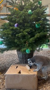 Our group of Ring Tailed Lemurs woke up to a very exciting surprise ✨🎄 | Clonfert Pet Farm