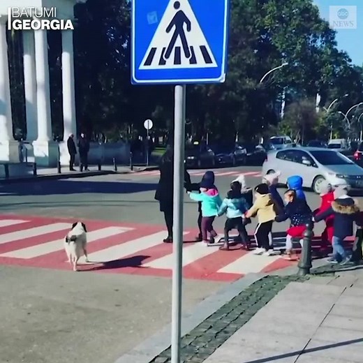 CROSSING GUARD DOG: This very considerate stray pup has become an internet sensation after it helped a group of schoolchildren safely get across a busy street in Eastern Europe. https://abcn.ws/38qLed8 | ABC News
