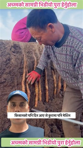 खान सारै मिठो फाईदा तर खन्नै सकस तर अब......! #subscribers #farming #ytshorts #villagelife