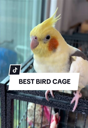 Best 53 Inch Bird Cage for Budgies and Cockatiels
