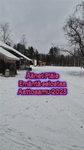 Ihana karvainen apumieheni, luotto ystäväni Vili on mukana aattoaamun eläinten ilahdutus puuhissa 🥰 #hevonen #talli #hevostalli #eläintila #eläintenjoulu