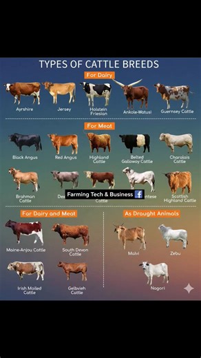 ABOUR GOAT AND COW #fblifestyle | Farming Tech& Business