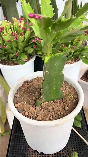 How to Graft Cactus for Beginners | Step-by-Step Guide