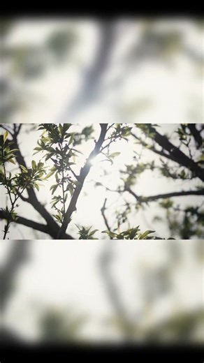 Meet the new dōTERRA Castor Oil! 🤍 This rich, nourishing oil is perfect for skin, hair, and even castor oil packs. Add it to your self-care lineup and feel the difference. *Available October 1st! Or get early access NOW with the Convention Kit (ticket holders only). | doTERRA Essential Oils USA