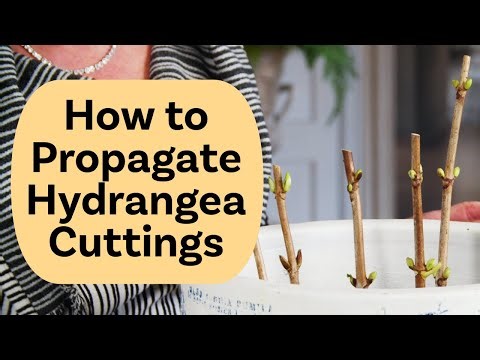 How to Propagate and Display Hydrangea Cuttings