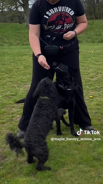 Not barney. ( did some training with Winnie ) #dogcommunity #dogsoftiktokviral🐶🦮 #fyp #viral #winnie🖤🐶