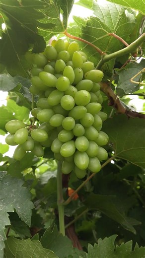 ARRA 15 Grapes on Vine | ARRA Sweeties™ Green Seedless Table Grapes | Imported Arrafifteen Variety 🍇