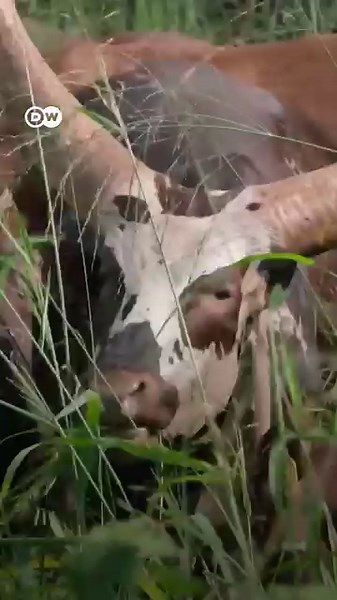 5.4K views · 83 reactions | La agricultura biodinámica es un método de agricultura ecológica basado en la antroposofía En sus granjas se busca la simbiosis con la naturaleza. La bonanza de la cosecha ha de repercutir en la regeneración del medio ambiente y viceversa. | Bioguia | Facebook