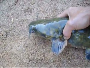 62K views · 255 reactions | Native American Fish Trap In Action This is a very informative video showing a native american style fish trap in use. This is a genuine survival tool that we preppers and survivalist can absolutely make good use of. | Preppers for Survival | Facebook
