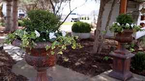80K views · 3.2K reactions | Using a Gem Box Inkberry Holly Instead of Boxwood in this Simple & Classic Spring Arrangement  | Garden Answer | Facebook