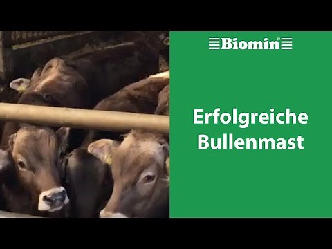 Erfolgreiche Bullenmast