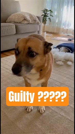 That guilty dog expression we all recognize #doglife #petvideos #relatable