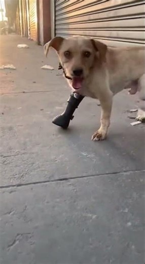 First Run With His New Prosthetic Paw — Pure Joy