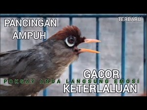 Empukya Suara Burung Poksay Mandarin gacor Terbaik,Memukau Buat Pancingan Poksay anda langsung bunyi
