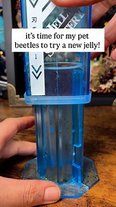 it’s jelly time again!!! (& we have TWO beetle friends trying it today!) 🥹 ms coco has adjusted well to the single life! tbh, she’s probably relieved she doesn’t have beefy chasing her around every second of the day 😔 Spork is definitely a BIG brown sugar fan! this is probably the sweetest smelling jelly I’ve given him so far! (it smells like molasses I think!) I can’t believe I’ve uploaded two reels in one night… I am truly providing 🙏🏻🙂‍↕️ #coleoptera #entomology #insectlovers #bugsofinst