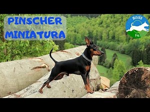 MINI PINSCHER: Characteristics of the breed and tips.