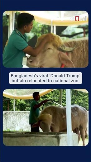Viral Albino Buffalo “Donald Trump” Shifted to Dhaka Zoo After Eid Sparing #trumpnews #viralnews