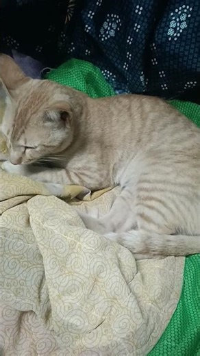 M,N, ASMA LADIES TAILOR COMPUTER WORK