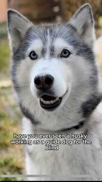 Why Siberian Huskies FAIL as Guard Dogs (And Always Will) #dogguard #siberianhusky #husky