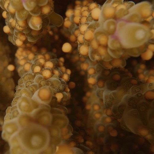 148K views · 4K reactions | What is coral spawning? 樂 Each year,...