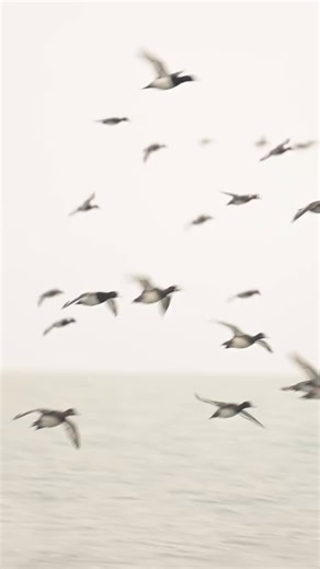 Got lost in a flurry of Bluebills 🔹 #Bluebill #Scaup #Ducks #Waterfowl #Videography | Brian Ellithorpe Media