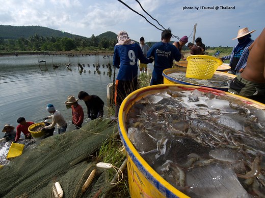 520. 日本人が大好きなエビの養殖方法 | 国際農研