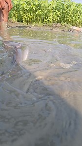 24M views · 117K reactions | হাতের কাছেই বিশাল বড় মাছ  #rellsfacebook #village #fishinggear #fishworld #fishingtrip #fishing #everyone #fishinglife #fishingislife #fishingdaily #fish #fisherman | Unity Farm | Facebook