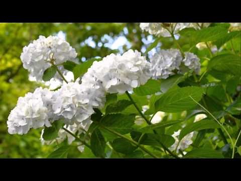 雨に咲く花 / 井上ひろし