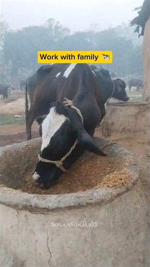 This is Real Life, Not Show Off 🐄❤️ #cow #buffalo #family #dailylife #work #duo #short