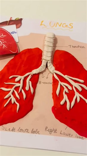 Easy Clay Model of Lungs 🫁| Grade 1 Science Project #Shorts