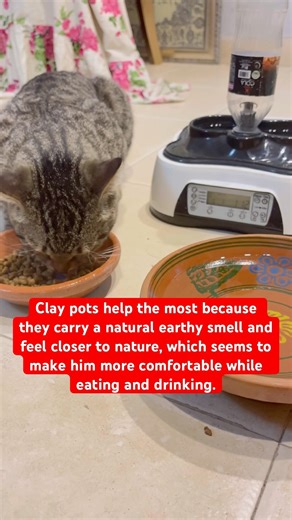 Grey Loves eating & Drinking from Clay Pots 🏺🐾