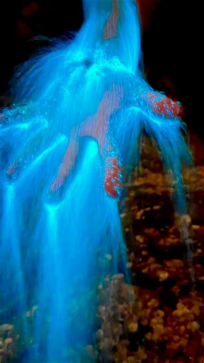 ✨ Dalian Bioluminescent Sea | The Magical Blue Tears #sea #dalian #travel