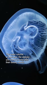 How many jellies can your aquarium hold? Part 1 of our jelly capacity breakdown to ensure you can have the max amount of jellies that are happy and healthy! Dive in with us as we explore the perfect balance for your underwater paradise Stay tuned for parts 2 and 3! #JellyfishArt #AquariumLife #MoonJellyfish #JellyfishAquarium | Jellyfish Art | Facebook