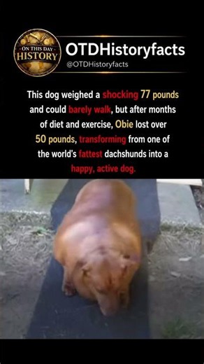 This Dog Lost Over 50 Pounds and Changed His Life Forever