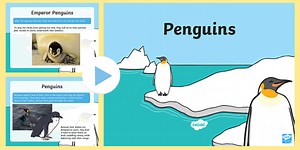 Penguins Informational PowerPoint