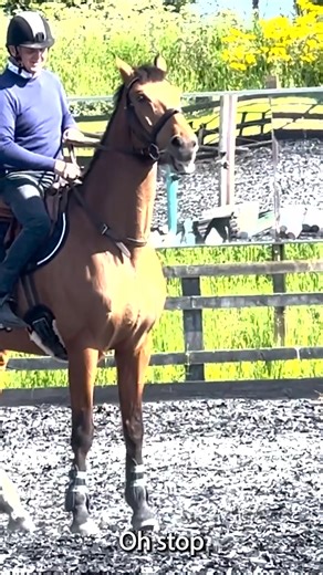 26K views · 234 reactions | Rearing rather than rein Back - 'Horses...