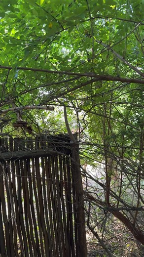 The brat is back in town! 🐍 The boomslang (from Afrikaans meaning “tree snake”) is indeed a striking reptile. Scientifically known as Dispholidus typus, it’s native to sub-Saharan Africa and is well known for its: • Slender, elongated body (up to about 2 meters long) • Very large eyes with excellent vision • Distinct, blunt head set off from a thinner neck • Primarily arboreal (tree-dwelling) lifestyle Despite being highly venomous, bites are rare because boomslangs are generally shy and not ag