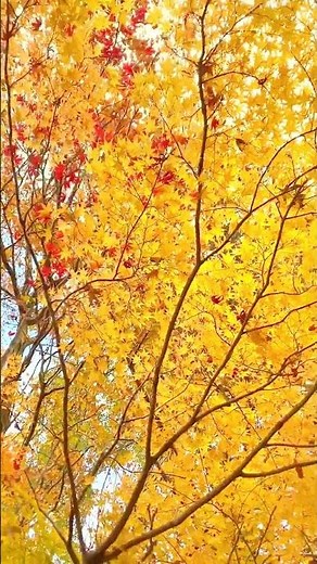 清水公園の紅葉 2025年